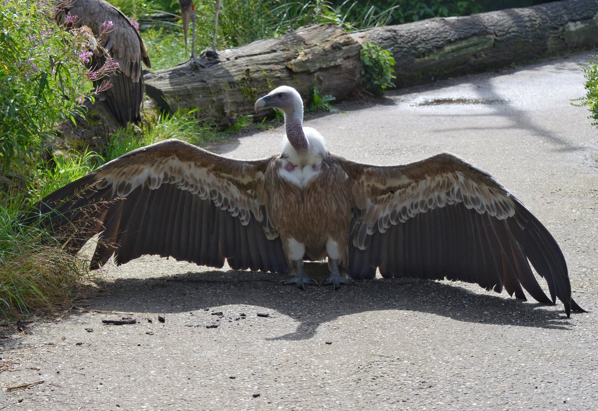 You shall not pass 😄 A few years ago when this aviary was still open, Zoo Amersfoort. Griffon vulture. 

#gypsfulvus #lovevultures #vulturesarebeautiful #oldworldvulture