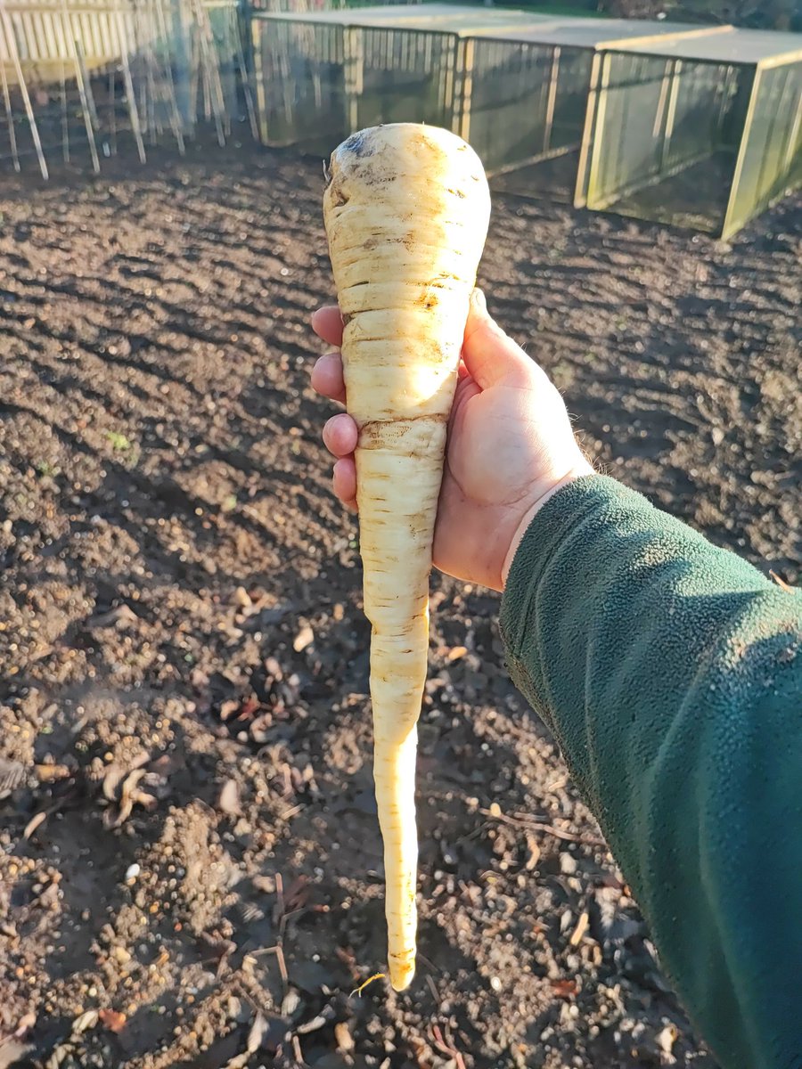 Help please gardening twitter! Does anyone know why my carrots are white? Is it something to do with the soil? #Gardening #GardeningTwitter