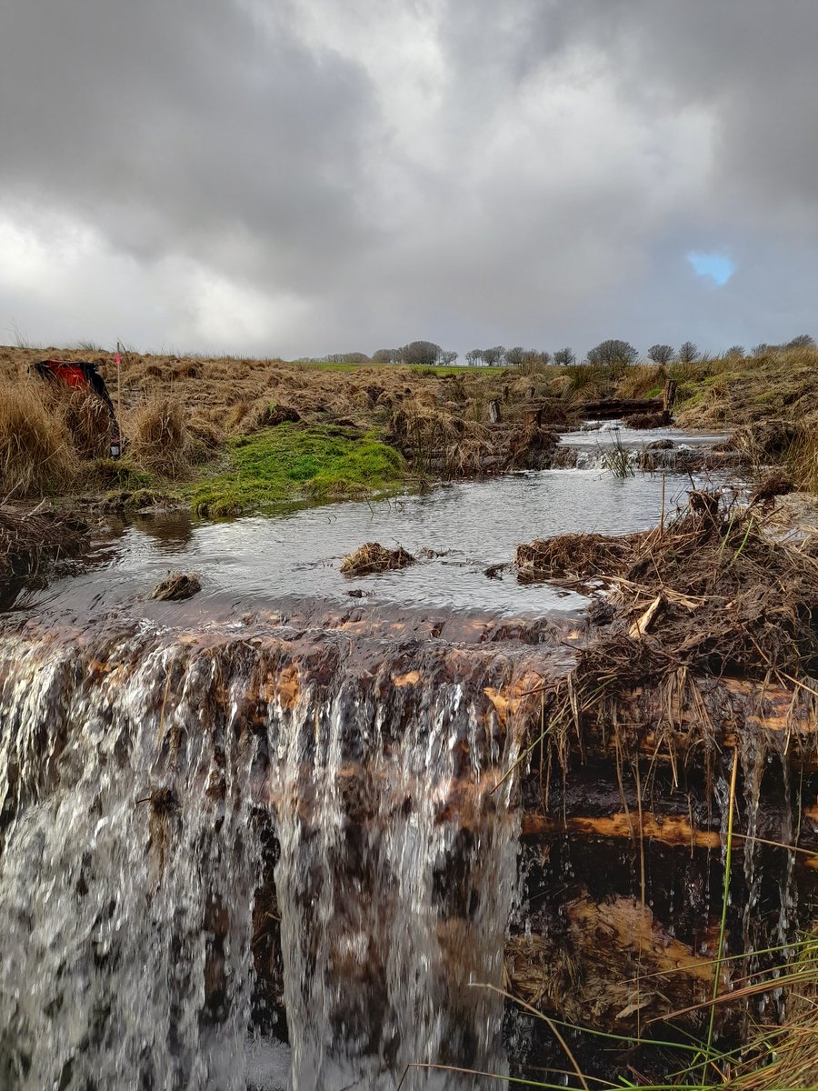 QuantockExmoor's tweet photo. Logs dams are working nice. #peatland #peatlandrestoration #naturerecovery https://t.co/okbz6wnbUB