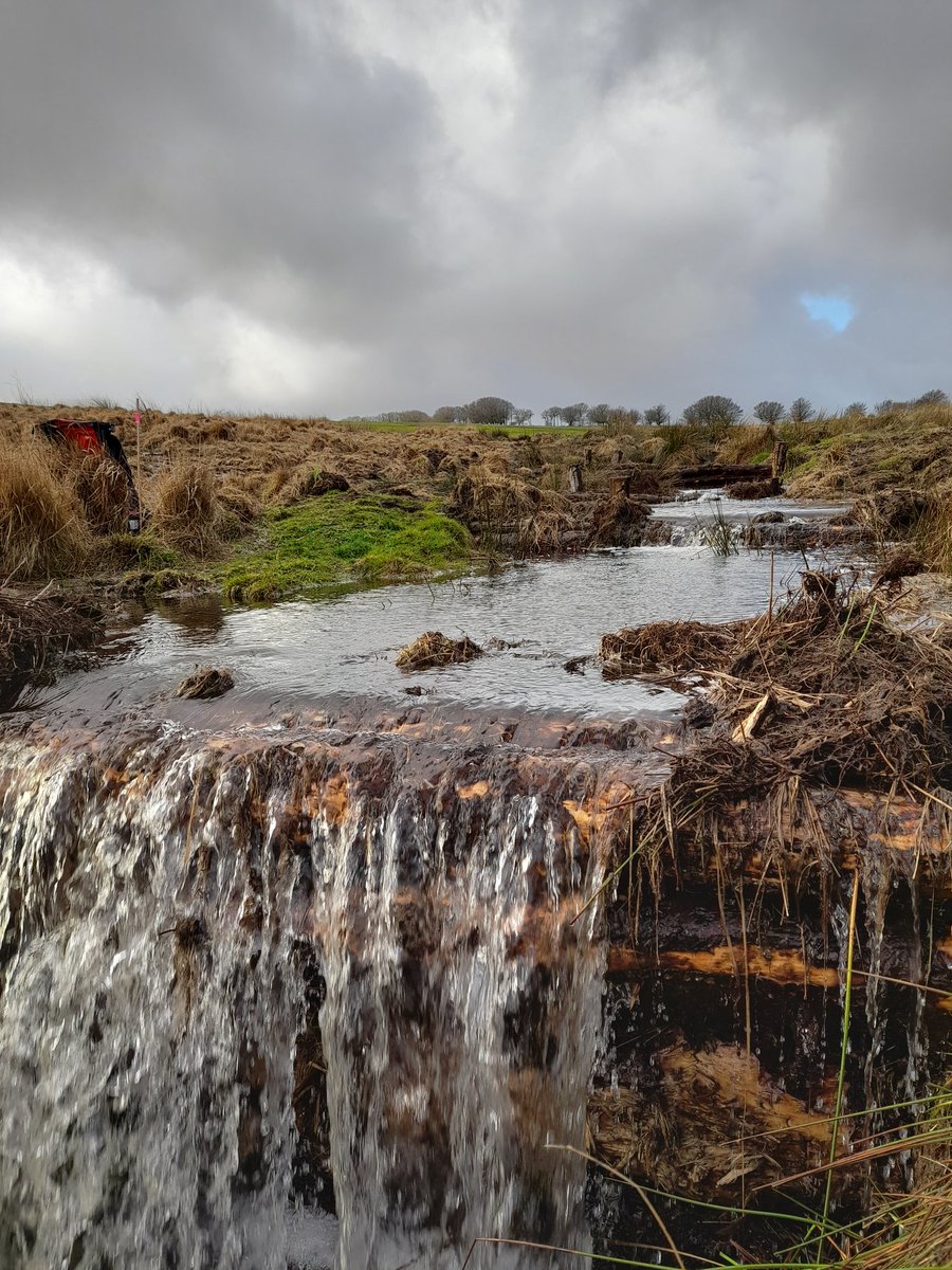 Logs dams are working nice. #peatland #peatlandrestoration #naturerecovery