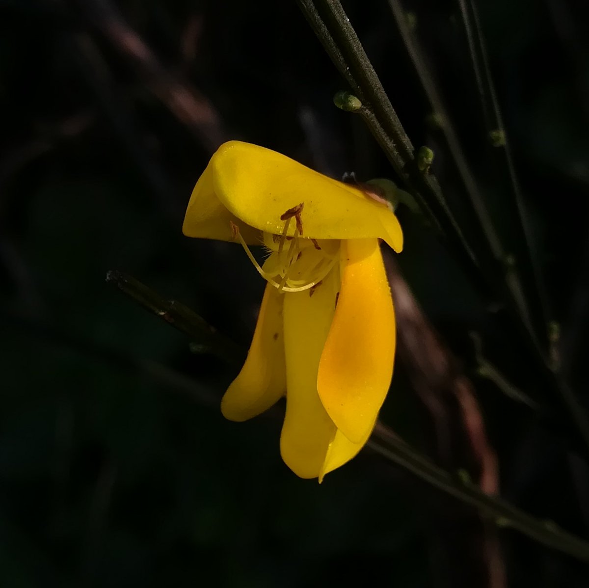 flora_vigo's tweet photo. Aínda quedan bastantes semanas para a chegada da primavera, pero esta "xesta negra" ou "estrume", mostra as súas primeiras flores aos vigueses que se topan con ela.
#Fabaceae #plantas #herbas #flores #inverno #xaneiro #2023 #Vigo #Galicia https://t.co/iynW9JKwuj