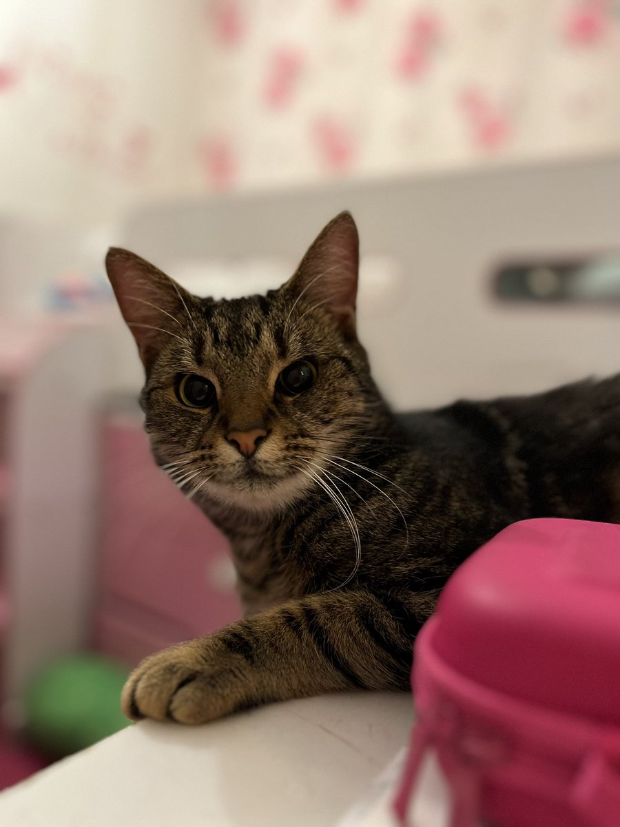 muslimmummies's tweet image. She’s getting braver and finally managing to get some pics of her. #rescuecat #catsprotection