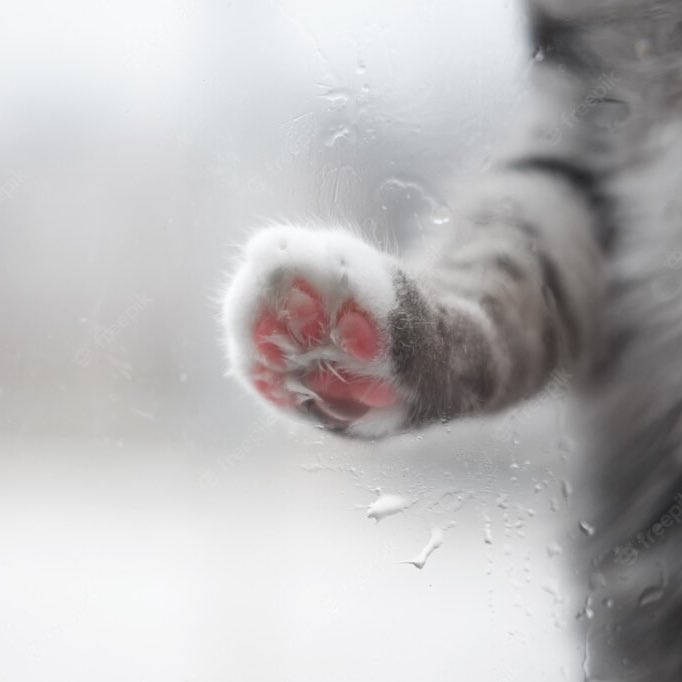 고영이 젤리 ...