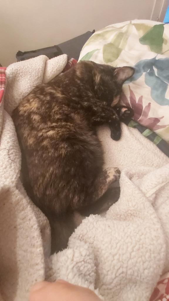 HMV3's tweet photo. @FBB_Officiel Nous avons adopté Sidonie grâce à Cindy.Merci pour votre travail et dévouement pour les animaux. Non seulement vous soignez les animaux recueillis mais leur permettez de prendre confiance et de s'epanouir. Sidonie est un amour❤🐾❤N'achetez pas, adoptez en toute conscience❤🐾❤ https://t.co/3HjkHNn2q3