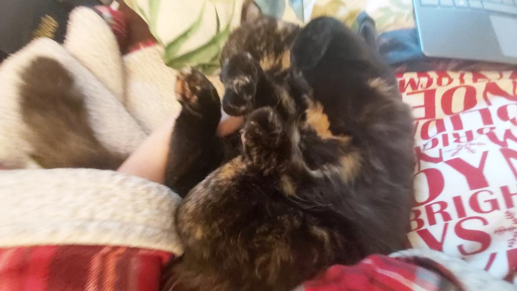 HMV3's tweet photo. @FBB_Officiel Nous avons adopté Sidonie grâce à Cindy.Merci pour votre travail et dévouement pour les animaux. Non seulement vous soignez les animaux recueillis mais leur permettez de prendre confiance et de s'epanouir. Sidonie est un amour❤🐾❤N'achetez pas, adoptez en toute conscience❤🐾❤ https://t.co/3HjkHNn2q3
