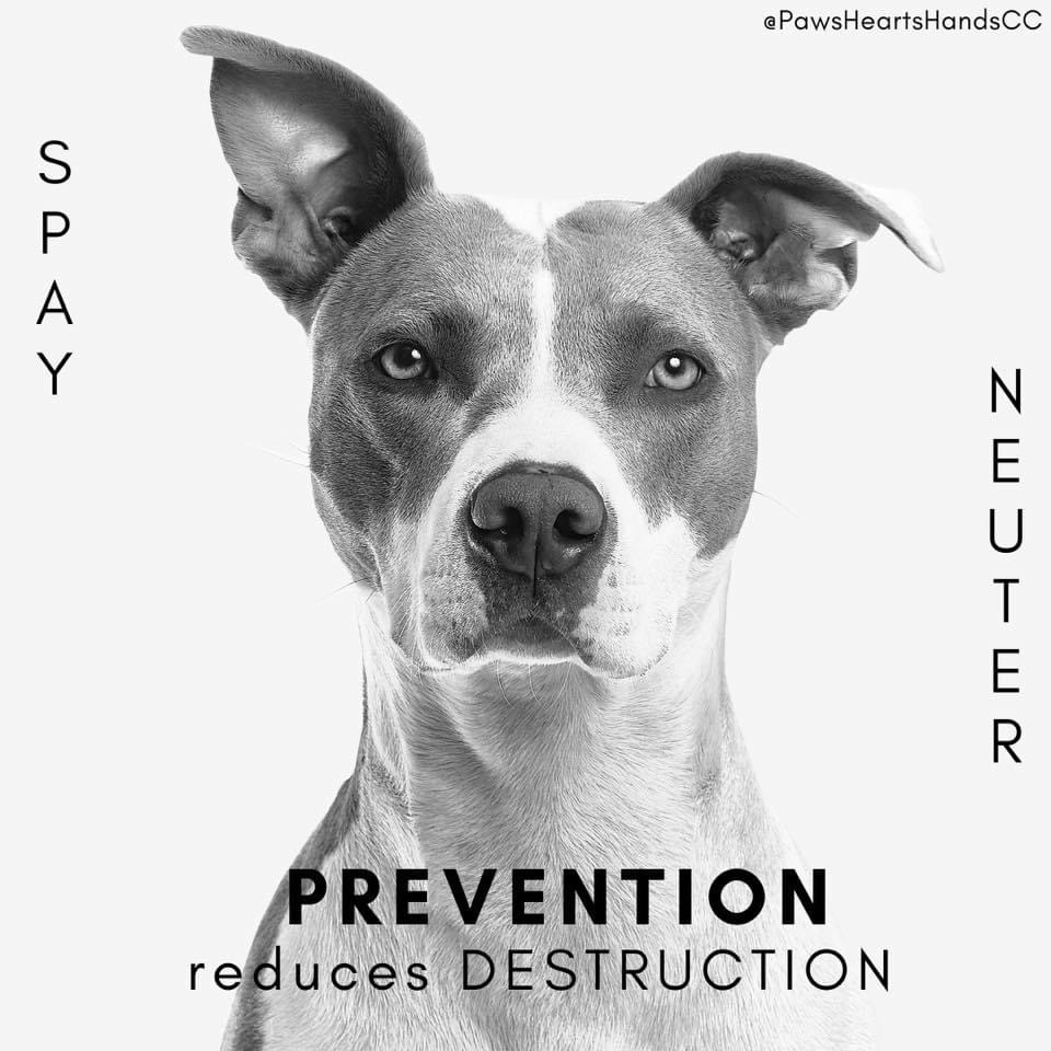 PawsHeartsHands's tweet photo. #Spay #Neuter #Prevention #EveryoneCanDoSomething #PAWS https://t.co/Zb9bcLLcjn