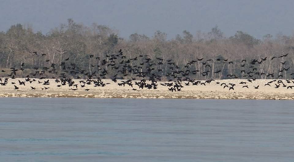 RONBupdates's tweet photo. Wow.. 43 types of Birds Species has been found in Narayani River region of Nawalparasi East which is 5 more than last count. Bird counting is going on all over Nepal currently. 

Pic. Bishnu Gaudel/RSS https://t.co/CeIkeDNS89