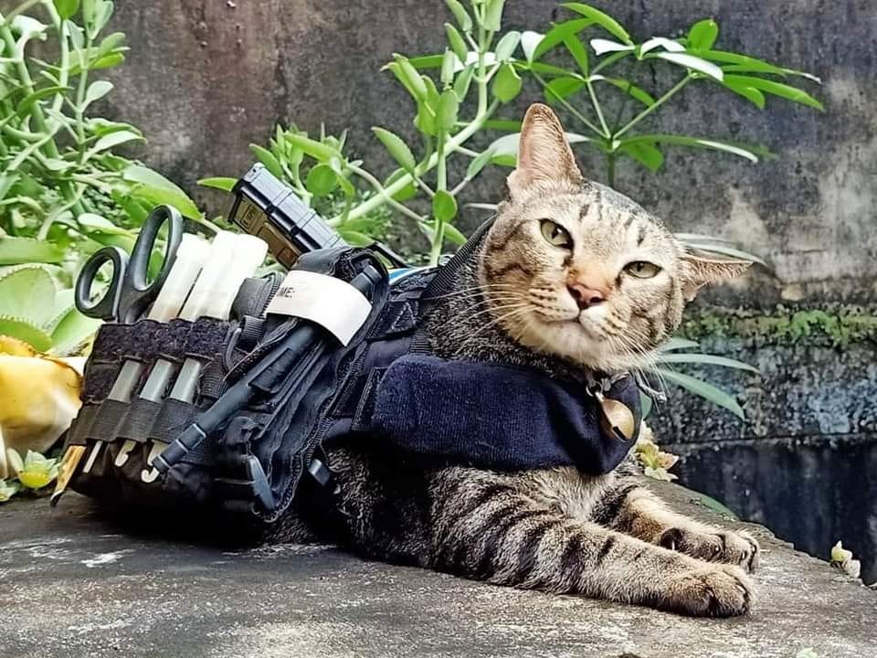 CatWorkers tweet picture