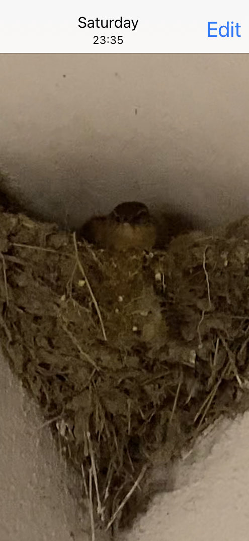 ⁦<a href="/BirdWatchIE/">BirdWatch Ireland</a>⁩ Is it common for Wrens to occupy Swallows nests 🪺. Maybe it’s a temporary rental agreement 🤔 in beautiful Ballina Killaloe