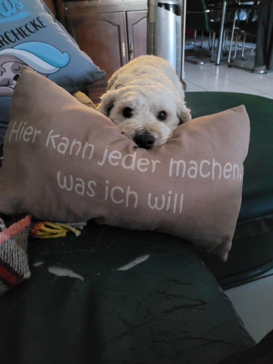 LittleCookie_16's tweet photo. @LenaVanille Mein Knuffel❤️🥰🐩 https://t.co/6CTdnAnVLz