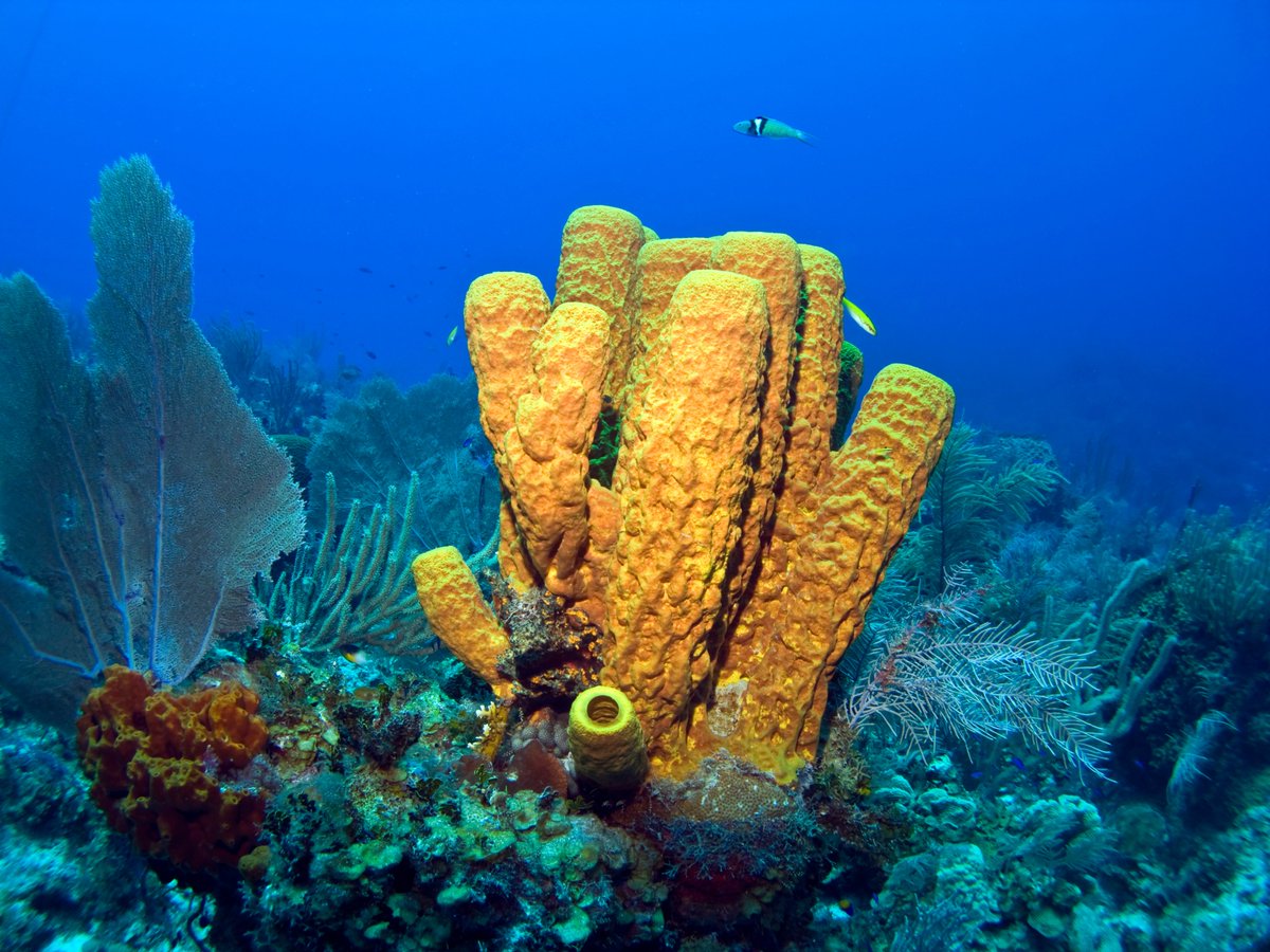 LifeIntemares's tweet photo. 🧽Las esponjas de mar son organismos filtradores que consiguen alimentarse mediante la depuración del agua.

➡️Son capaces de bombearla hacia su cuerpo a través de sus poros.

♻️Su función ecológica es de enorme importancia, ya que renuevan constantemente las masas de agua. https://t.co/9gK2gKawvr