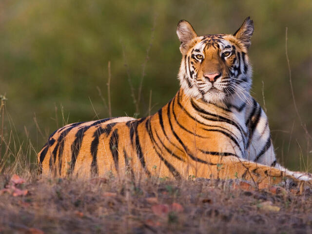 SamarHamdani5's tweet photo. #DidYouKnow? Stripes are the fingerprints of the #tiger world. No two tigers share the same.
#TigerTuesday #ProjectCAT
#pakistanileaks #informacionparati #INFO #infographics https://t.co/wBjRCJL2fa