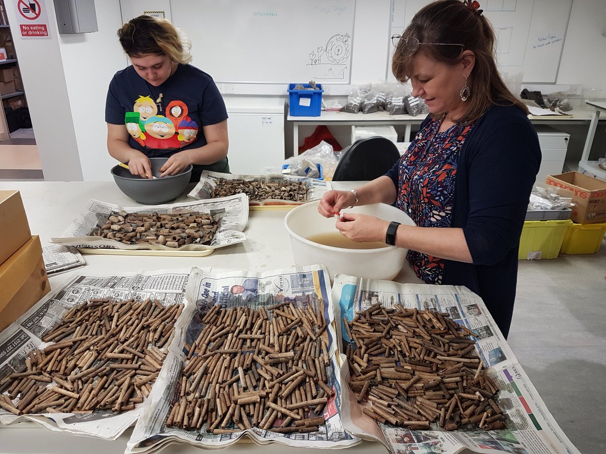 pipearchive's tweet image. New Year and we are straight into pipe mode at the Archive. Washing pipes from Diss, Norfolk ready for cataloguing #claypipe #Norfolk #Archaeology