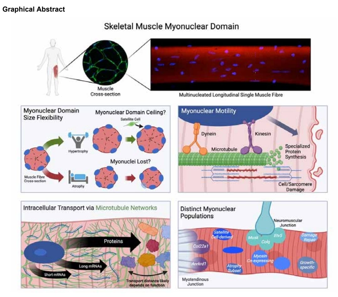 Muscle Physiology Lab tweet media