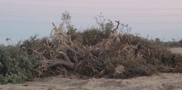 BasinRange's tweet photo. These photos say all. Photo one by Teresa Pierce of thousand year old desert ironwood trees killed in minutes for the Oberon Solar Project near Desert Center, CA. Second photo by BRW is the before. This does not save the planet. This is insanity masked as green. https://t.co/NCWtEz2tVo