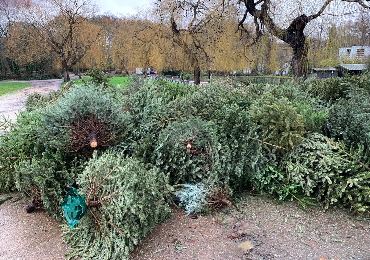 Absolutely typical, somebody decides to dump their unwanted christmas tree on the edge of a park, and before you can say coniferous there’s a full on forest of fervently felled firs 🌲🌲🌲🌲🌲 waiting to be chipped
Trees shouldn’t just be for Christmas …😉
#LondonLife