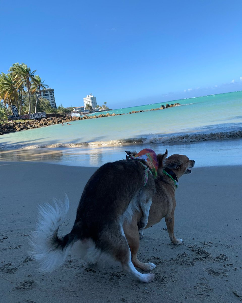 alex dadras tweet media