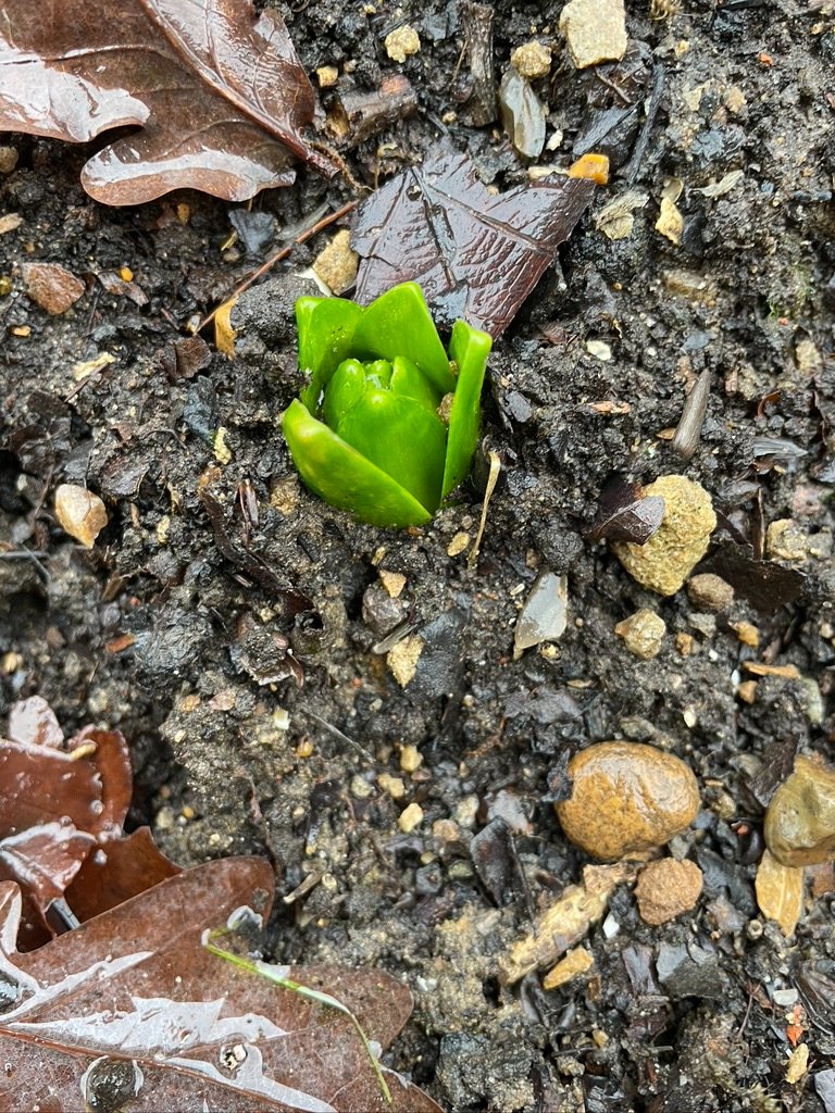 KerryandPat's tweet photo. One of the things that gave us so much comfort after the most difficult year of our lives was seeing the spring bulbs coming through. I don't know who needs to see this, but this is for you. https://t.co/4hdXgCAMya