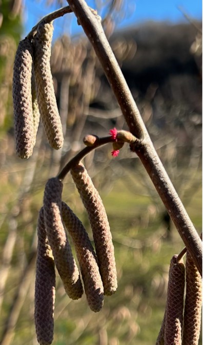 GManganaris's tweet image. #Hazelnut is characterized by #sporophytic type #incompatibility: trees with different S-alleles required for nut production

A #protogynous cultivar where female (red-centred clusters) reproductive organs come to maturity before male (yellow catkins)  

Jan 3, #Naoussa,#Greece
