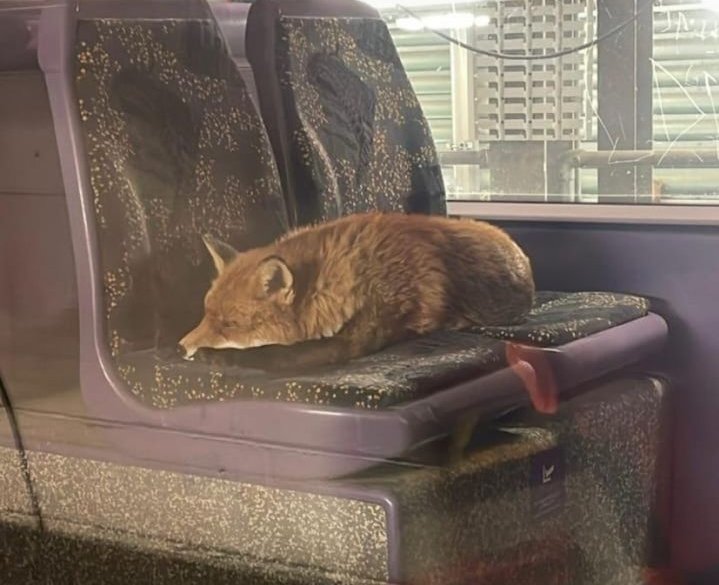 Apartment_rec's tweet photo. Here is a fox snoozing on the luas. https://t.co/paSRbadYHu