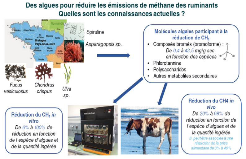 B_Rouille's tweet image. 🚨 #METHALGUES

Pour diminuer le #méthane entérique émis par les vaches laitières, des #algues locales ont un intérêt, mais aussi un potentiel hétérogène.

Lien ➡️ bit.ly/3vStTHU