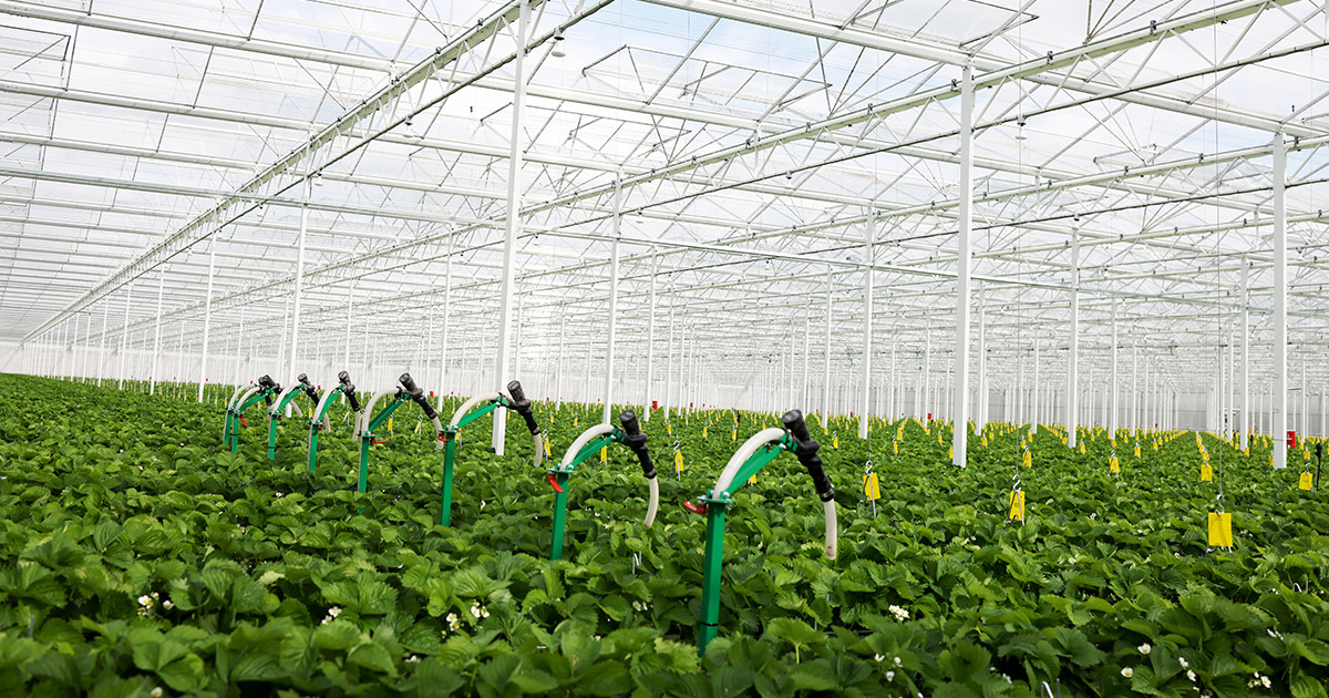 biobest_global's tweet photo. Happy to introduce Entomatic™! 🎉 This new great tool will help you save labour and optimise your biocontrol by automating the release of beneficials in a highly homogeneous and accurate way.
https://t.co/R63PLaeG5t
#entomatic #biobestgroup https://t.co/Mqo1qD01yD