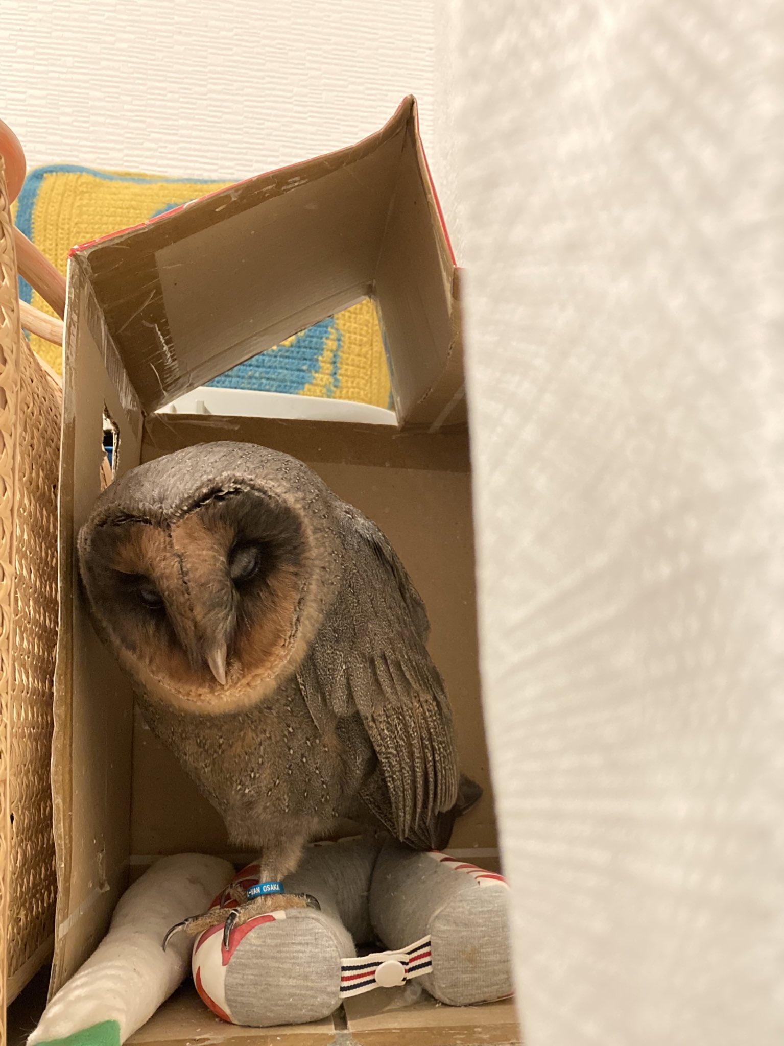 フクロウ様専用 | signalstationpizza.com