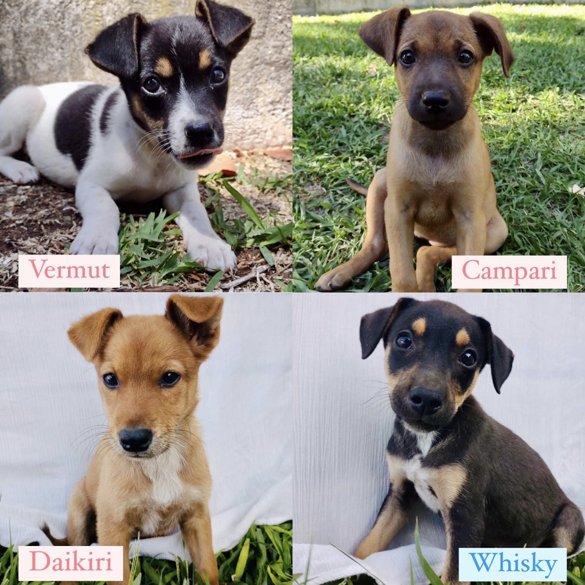 AdoptaHuellas's tweet photo. Cachorros en adopción responsable! 3 hembras y 1 macho de aproximadamente 2 meses de vida. Desparasitados y despulgados. Tamaño a futuro mediano. https://t.co/JpDR9FKqEq