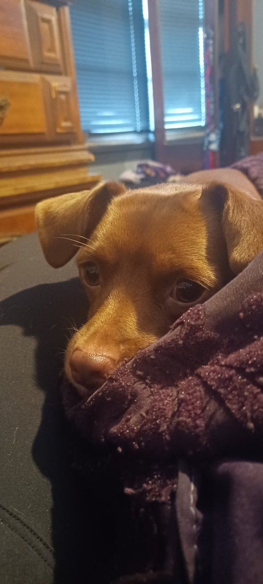 travisdkilgore's tweet photo. Ha-ha, you fool! You fell victim to one of the classic blunders, the most famous of which is “Never get involved in a land war in Asia,” but only slightly less well known is this: “Never try to eat cheese in peace when Bear is around!" #Bear #BrBrDENG #chiweenie https://t.co/P3JFds3C0K