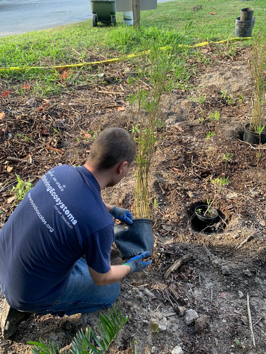 Our green space at Hollywood North Beach Park is part of the maritime hammock habitat. Sea oxeye daisy (being planted in this photo) is a South Florida native that thrives in this coastal ecosystem that is often impacted by salt spray from the #ocean.