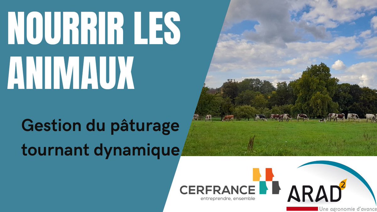 ARAD2_cerfrance's tweet photo. #ARAD2| 3 à 4 semaines de #pâturage en plus en été grâce au pâturage tournant dynamique 

Témoignage en vidéo de Stéphane, agriculteur dans le Sud Mayenne et accompagné par @Cerfrance Mayenne-Sarthe

📽️ https://t.co/ajQbSFC9kF

@CerfranceOrne @CERFRANCE1450 @Cerfrance_sn https://t.co/iZ84cEH0S1