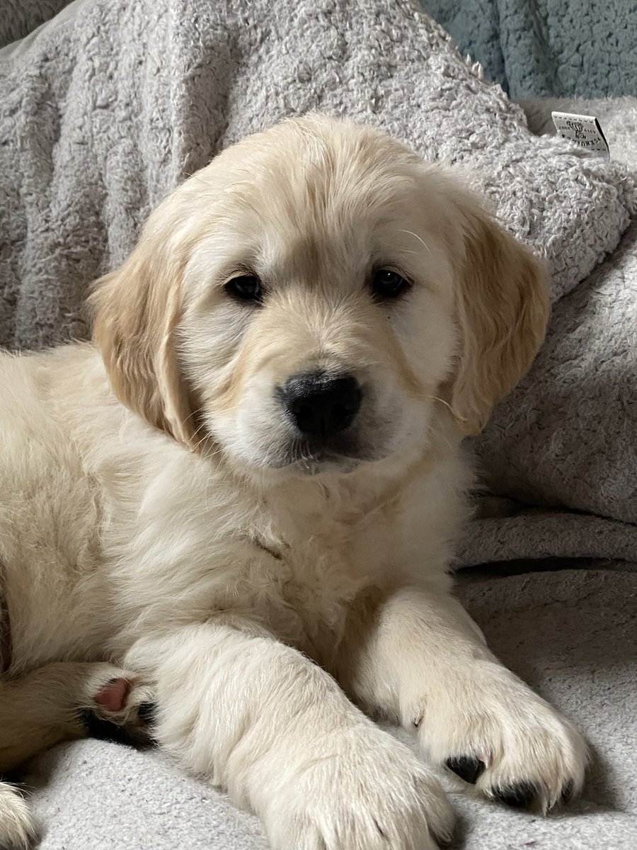 JuliaHalford's tweet photo. Today we welcomed a new family member, this is Hugo ❤️ https://t.co/xQIEakRmq7