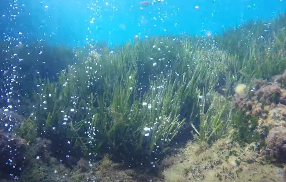 NOAA Ocean Acidification Program tweet media