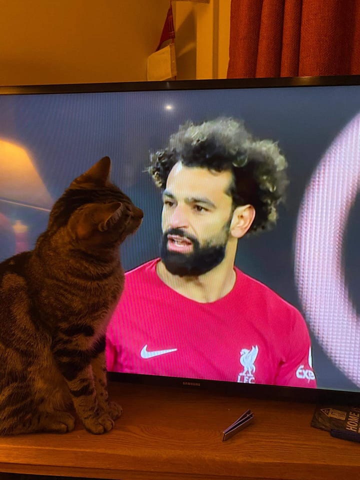 Salah watching #Salah watching Salah.... 🤣 Our super Catland #rescue boy watching tele with his wonderful family. ❤️#catrescue #catsoftwitter #catlovers #catlandjavea