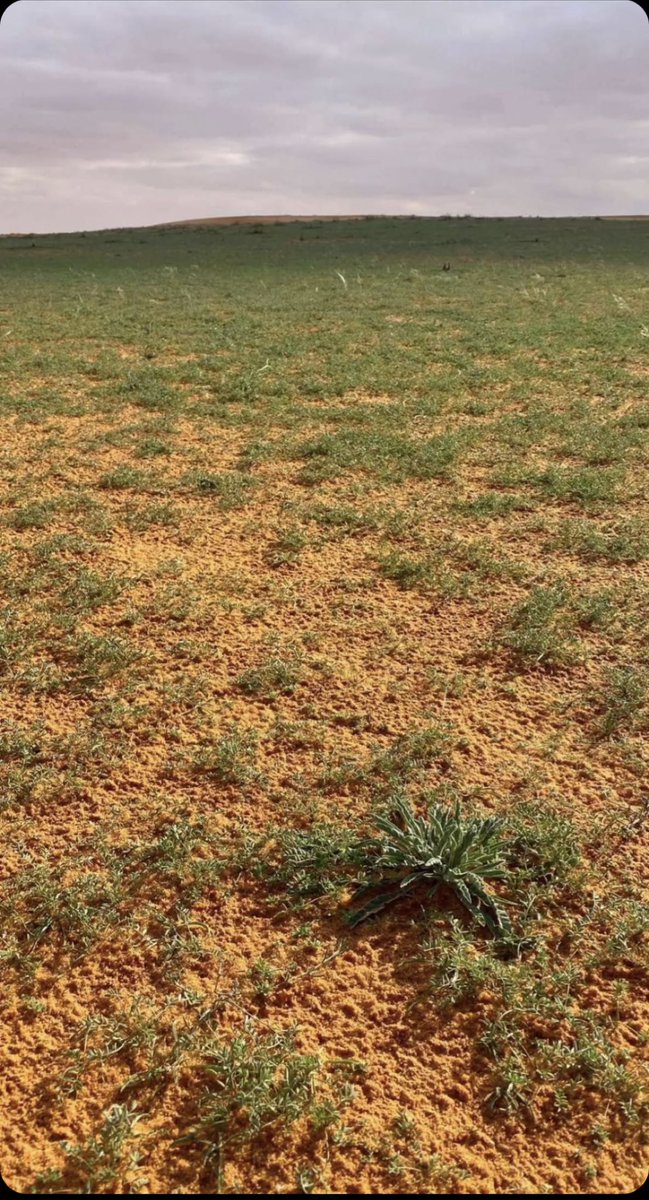 naser__2013's tweet image. والله يا هو ربيع عينكم على الربله تصوير اليوم