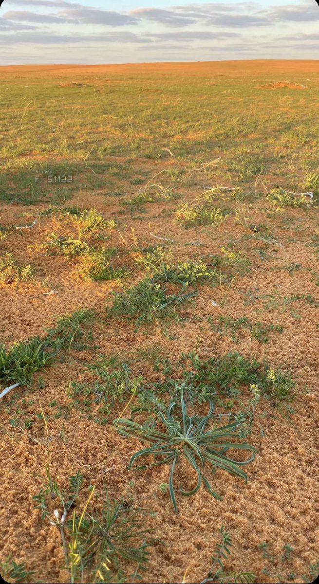 naser__2013's tweet image. والله يا هو ربيع عينكم على الربله تصوير اليوم