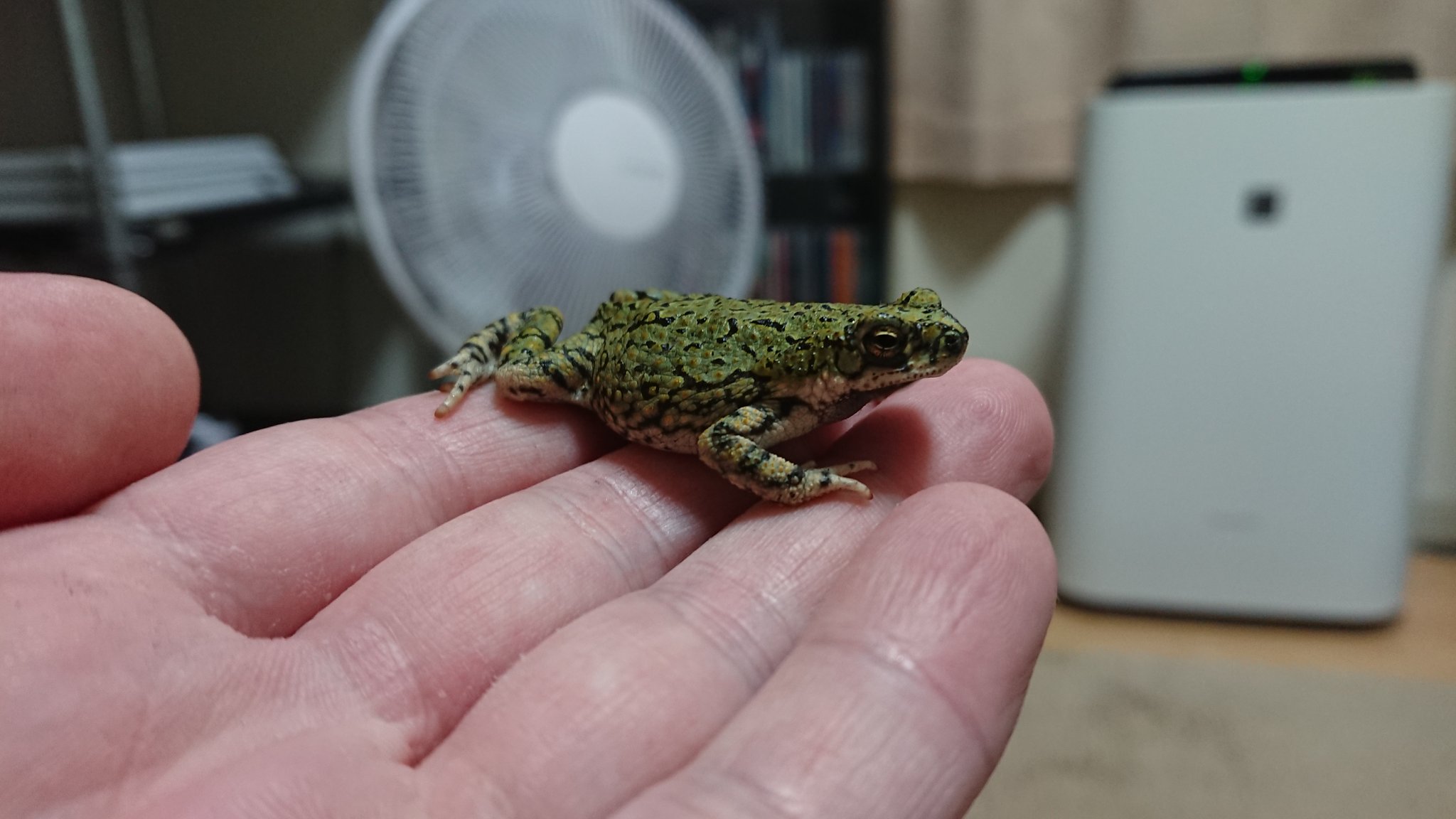 【真作】土生勝宣/水墨山水図/滝山水図/掛軸☆宝船☆Y-754　JM 真作】土生勝宣/水墨山水図/滝山水図/掛軸☆宝船☆Y-754 JM