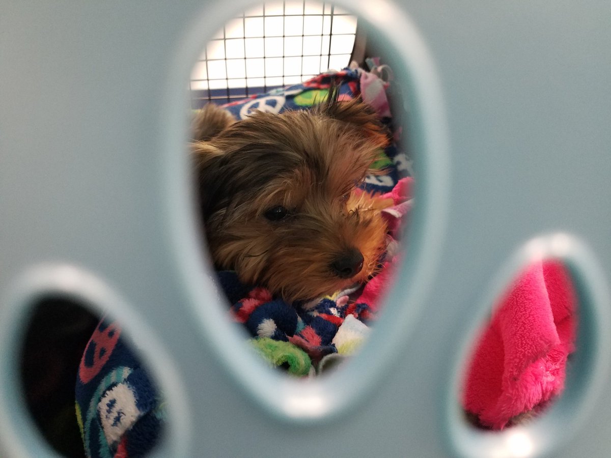 Dog Region on Twitter "RT PuppyLoveVideos Breeze checked out healthy