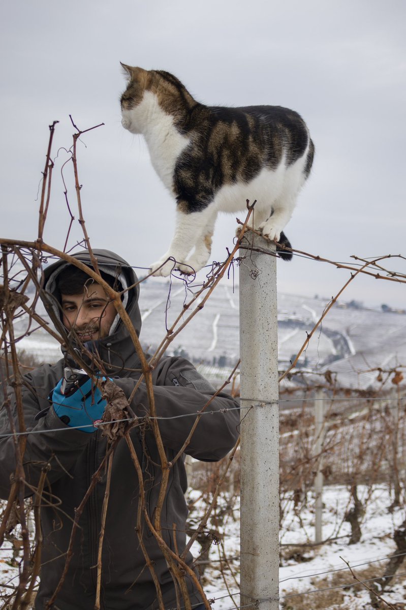 Not to brag, but we have the most beautiful security kitty guard. 

#LonatiWinery #Langhe #ItalianWines #Vineyard #WineCellar #ItalianWinery #LangheNebbiolo #BarberaDalba #MoscatoDasti