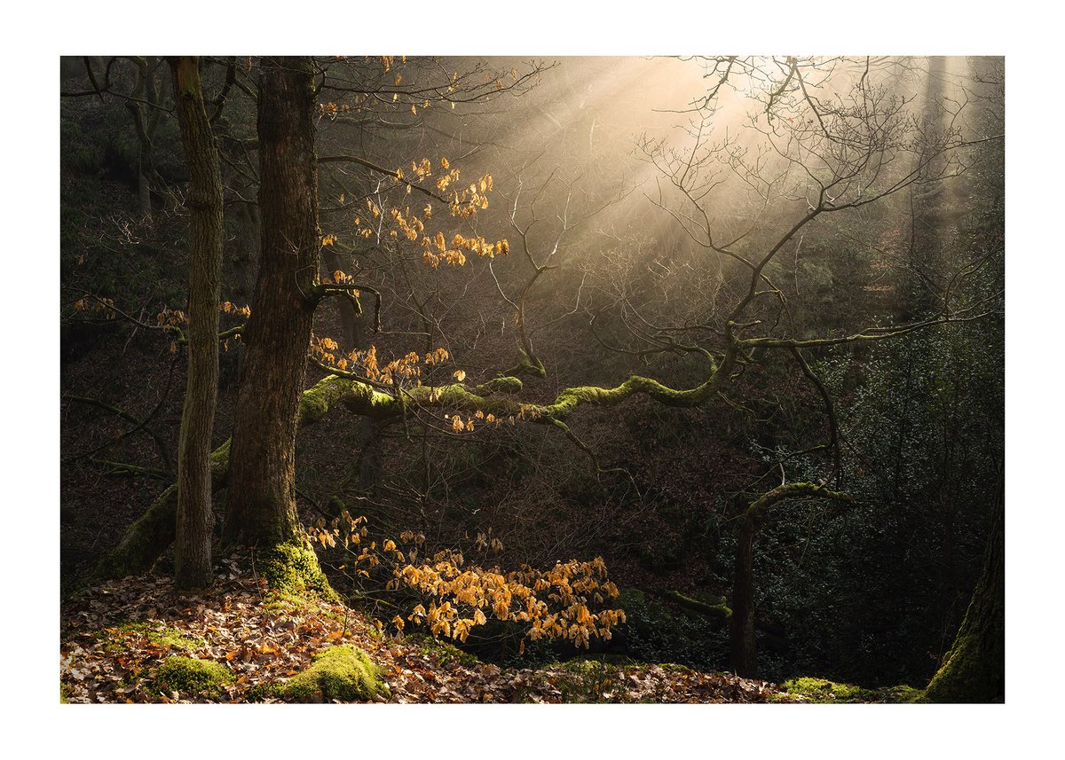 I've always thought of this twisted branch as a bit of a seat for the strange woodland creatures that appear at night from deep in the woodlands. #woodland #landscapephotography