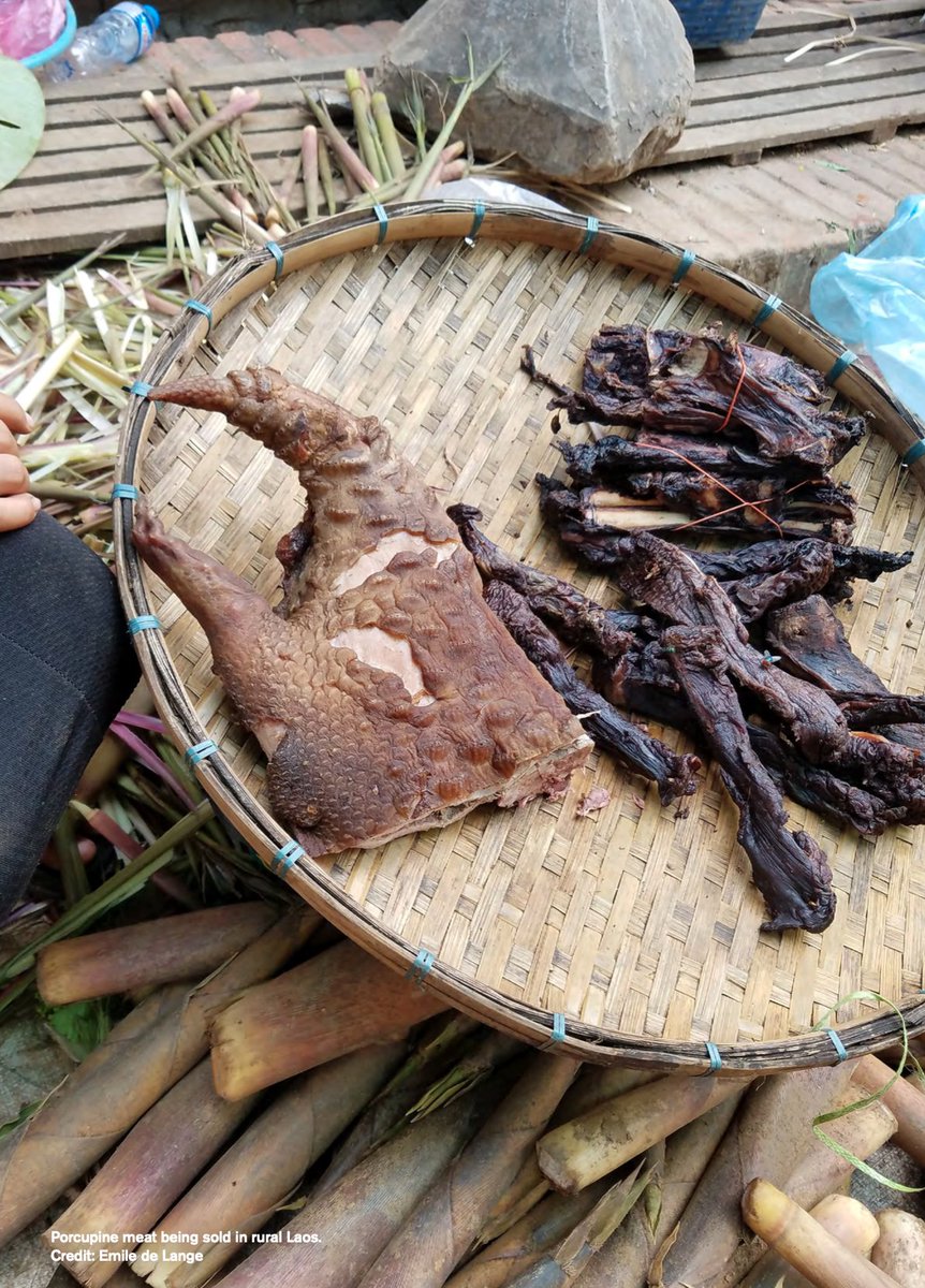 Contribute to research on #wildmeat interventions in #SEAsia! If you are/have been involved in the design and implementation of wildmeat interventions in SE Asia, please consider taking around 20 minutes to fill out this survey by March 12th. ee.kobotoolbox.org/x/Ie4KFd3s