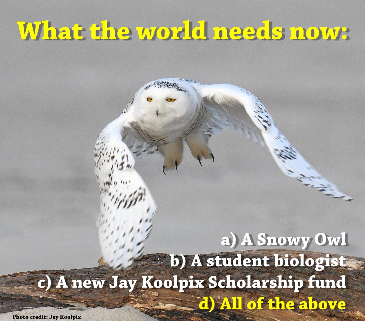 AudubonSS's tweet photo. NEW COLLEGE SCHOLARSHIP ESTABLISHED
Thanks to Jay Koolpix, an avid bird photographer and environmentalist, SSAS will be offering a $1,000 scholarship for a student pursuing a biological or environmental science degree. Get full details and apply here: https://t.co/6IykJonGy6 https://t.co/RIAIpzYYuM