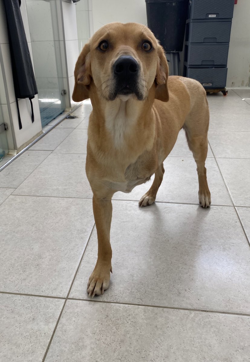 AsociacionMi's tweet photo. Deseo tener una linda familia a pesar de mi discapacidad que me hace especial y hermosa 😍💜 soy Duquesa y busco hogar, para toda la vida. 

Whatsapp 📲 3118239988 https://t.co/Jl1vDy54Lj