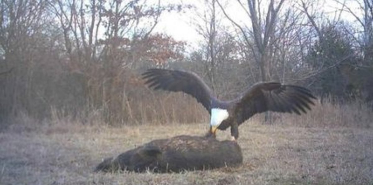 Bald eagles are the college student bird of prey bc they have no money and will eat anything if it's free.