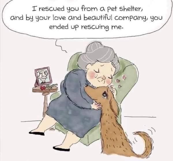 camppapillon's tweet photo. Adopt don’t shop https://t.co/Cj2gheBijt Complete an application online today❣️ https://t.co/XrRfWTddAj