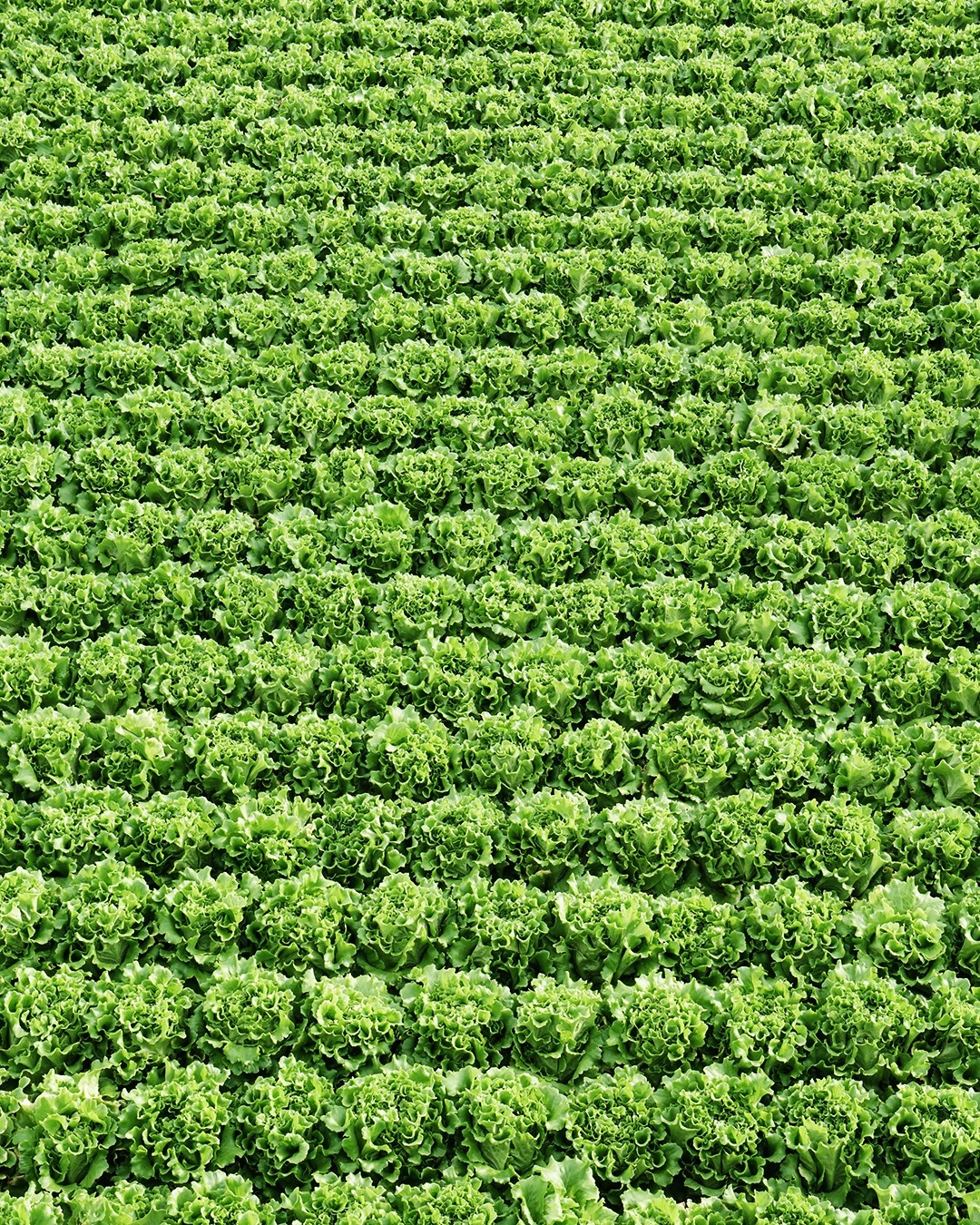 Gotham Greens opens second greenhouse in Colorado - Produce Blue Book