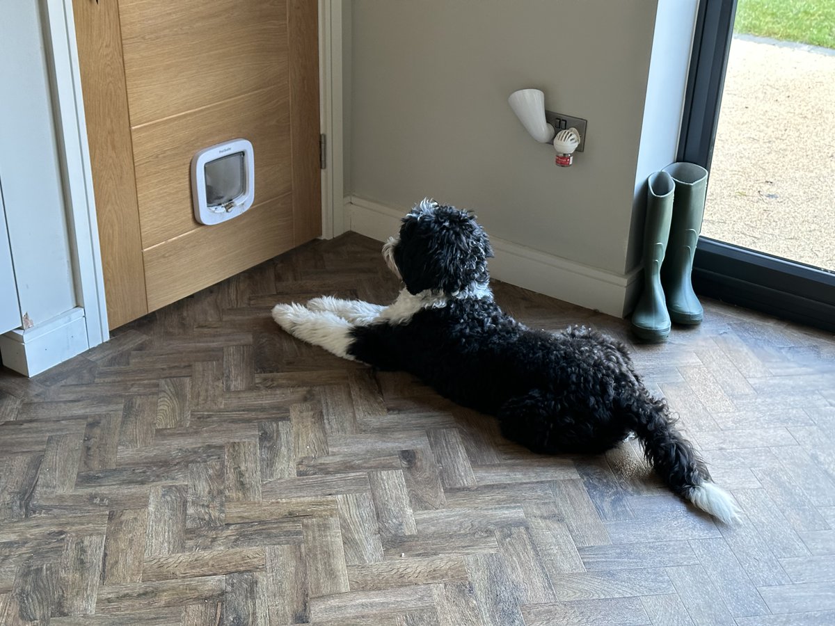 Murphy The Dog tweet media