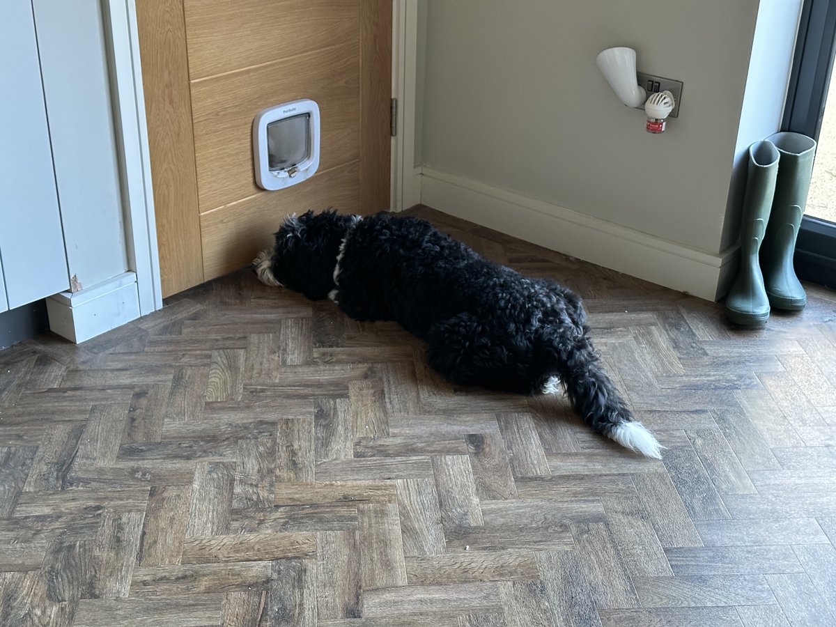 Murphy The Dog tweet media