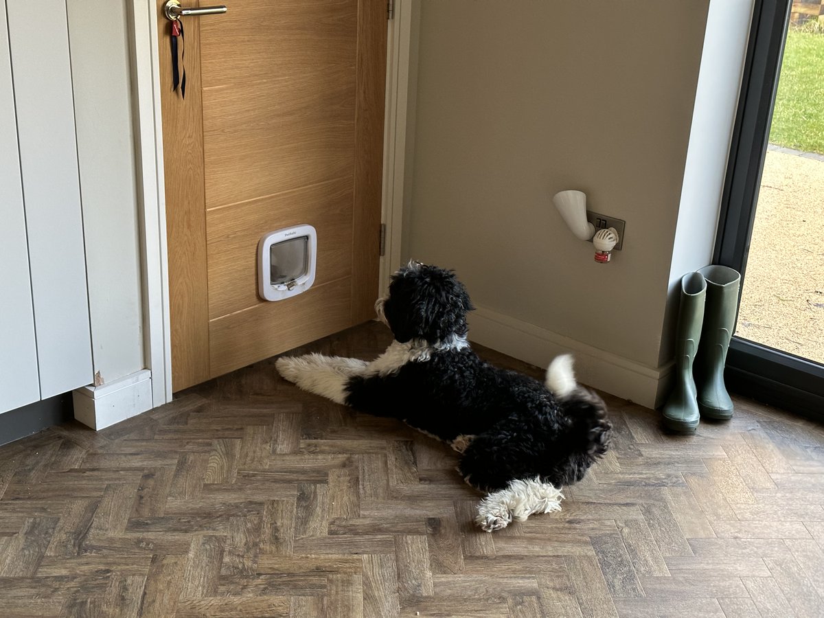 Murphy The Dog tweet media