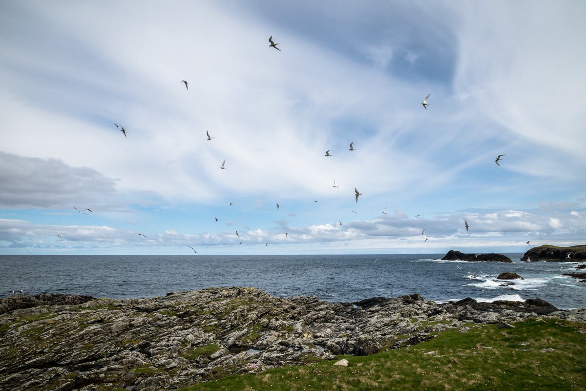 TheSeabirdGroup's tweet photo. @JustClare_Alley @wood_mj @louise_gentle @NTU_ARES @BristolZooGdns @skomer_island @WTSWW @uglosbioscience New in SEABIRD 34: ‘An investigation into factors contributing to mortality of young terns at a managed colony’ - Natassia Bacco-Mannina et al. #SeabirdJournal
https://t.co/nfngLBMjAJ https://t.co/3cYaX4zfkM